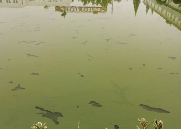 南京市上海鐵路局橋工段大院魚(yú)塘藍(lán)藻爆發(fā)治理項(xiàng)目
