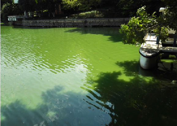 合肥銀河公園治理情況匯報