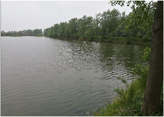 天長市楊村鎮(zhèn)船塘水域水體黑臭治理工程